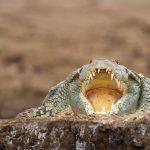 Respekt - Krokodil -  Uganda