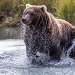 Jagd - Grizzly -  Alaska