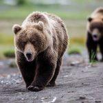 Weggefährten - Junge Grizzlies - Alaska