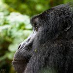 Profil - Berggorilla -  Uganda