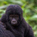 Huckepack - Junger Berggorilla - Uganda