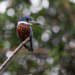 Ansitz - Kingfisher - Brasilien