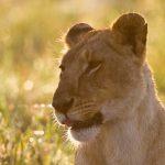 Morgenlicht - Löwin -  MasaiMara - Kenia