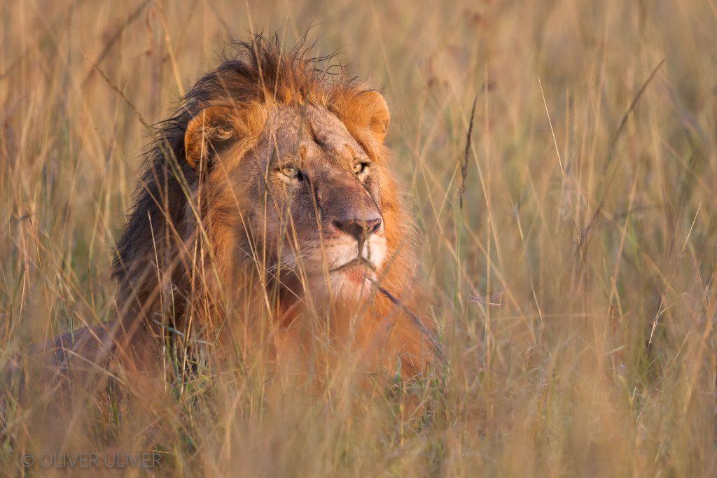 König - Löwe -  Masai Mara - Kenia