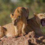 Turnstunde - Löwen -  Masai Mara - Kenia