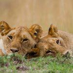 Mittagsruhe -  Löwen -  Masai Mara